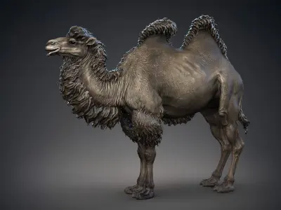Bactrian Camels  - TPose 3D model