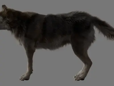 GrayWolf 3D model