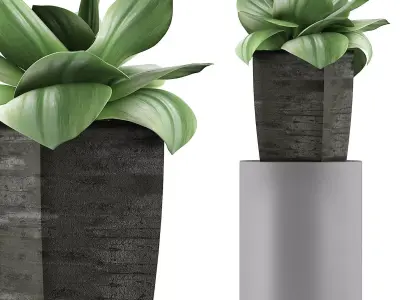 Plants Collection 96 3D model