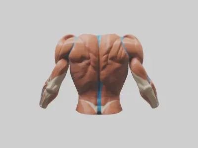 Human Deltoid Muscle Model 2 3D model
