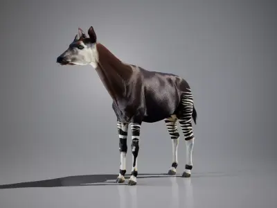 Okapi animated Low-poly 3D model