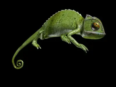 Chameleon walk rigged animated Low-poly 3D model
