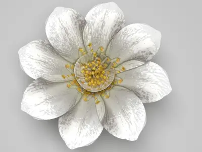 Vanilla Flower 3D model