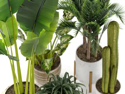 Indoor Tropical Plants Collection 3D model