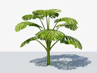 Monstera Tropical Plant Low-poly 3D model