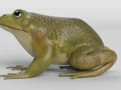 Bullfrog Low-poly 3D model