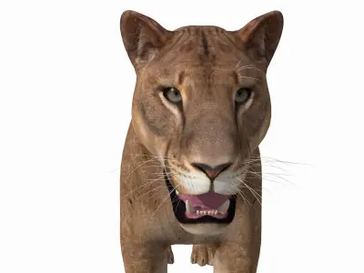 Mountain lion - 3d model 3D model