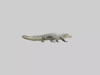 Siamese crocodile Low-poly 3D model