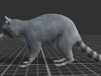 Raccoon Low-poly 3D model
