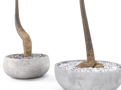 Plant Bottle Tree - Brachychiton Rupestris 3D model