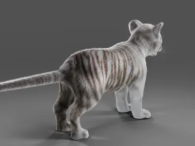 Fur White Tiger Cub No Rigged Low-poly 3D model