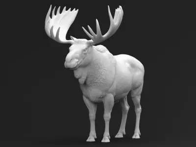 Bull Moose 01 3D print model