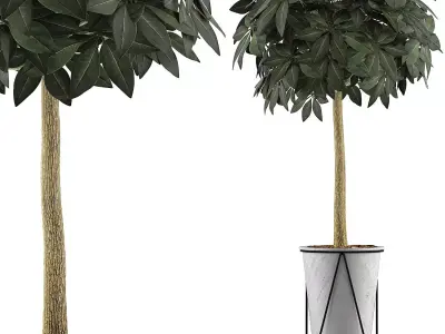 Plants Collection 81 3D model