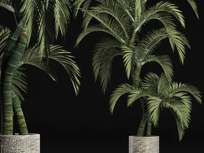 Plants Collection 162 Egyptian Palm 3D model