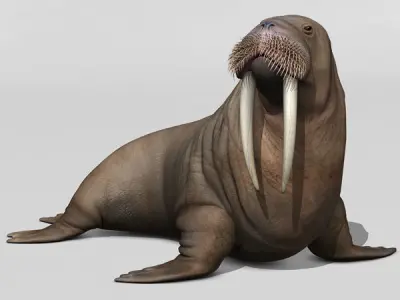 Walrus 3D model