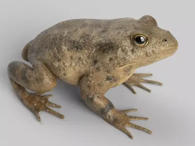 Animated Toad 3D model