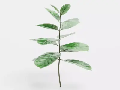 -Arabica Coffee Plant- 3D model