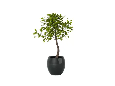 Houseplant collection 2 potted tree in pot 3D model