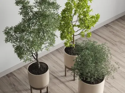 collection Indoor plant 48 vase wood 3D model