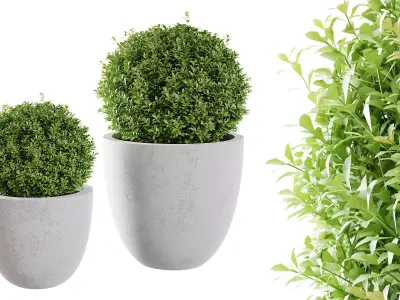 Indoor Plants Free 3D model