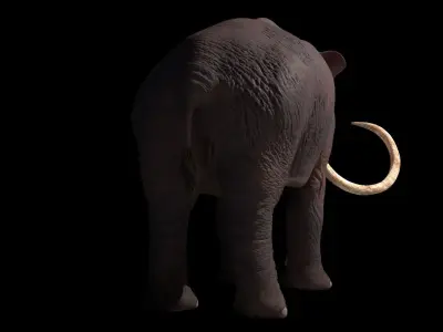 Columbian Mammoth - Mammuthus Columbi 3D model