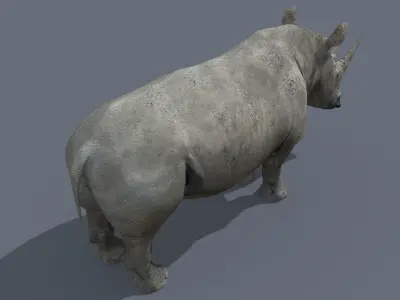 Pro Rhino - 8K 3D model