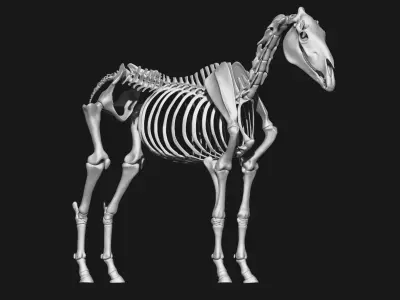 Horse and Dog skeleton 3D model