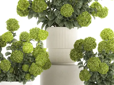 Beautiful Hydrangea bushes in a flower pot for home 1296 3D model