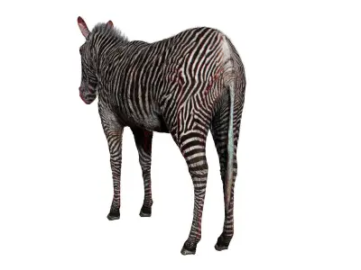 Zebra Zoological Specimen Low-poly 3D model
