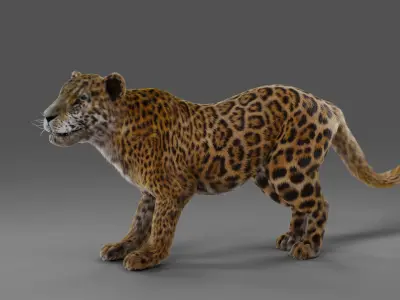 Fur Jaguar V02 Panther Rigged in Blender Low-poly 3D model