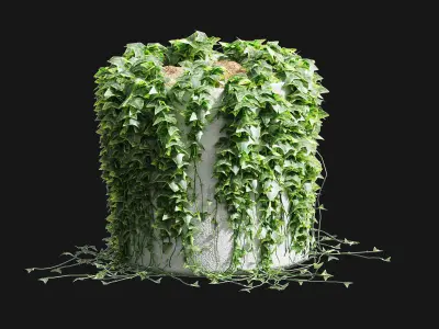 Ivy in round tubs 3D model