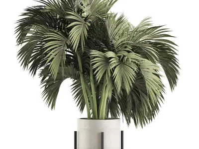 Plants Collection 138 Big Palm 3D model