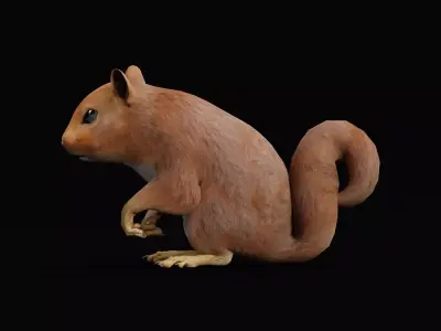 Eurasian Red Squirrel 3D model