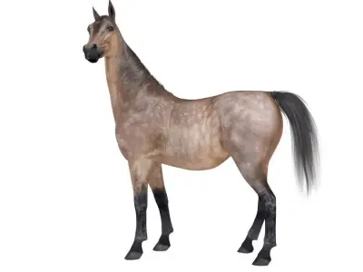 Horse Collection 03 3D model