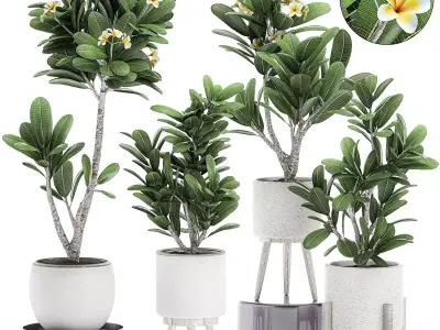 Decorative plumeria trees for the interior in white pots 558 3D model