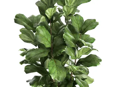 Ficus lyrata tree in rattan basket for the interior 859 3D model