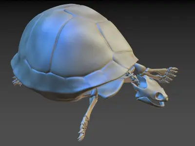 Turtle Skeleton 3D model 3D model