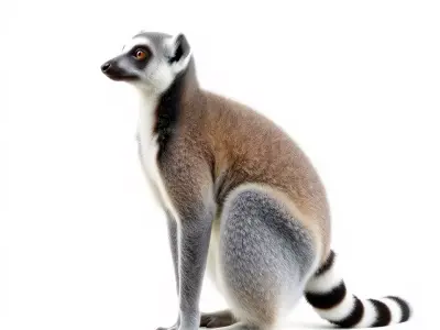 Elegant Lemur model pack Low-poly 3D model