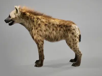 Hyena Rig UNREAL project   Maya base rig 3D model