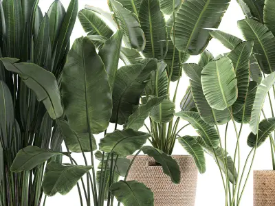 Decorative banana plants for the interior in baskets 615 3D model