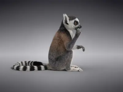 Young Lemurs Animation - VFX Grace 3D model
