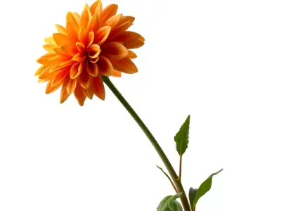 Sunny Dahlia model pack Low-poly 3D model