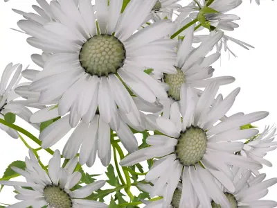 Marguerite daisy 3D model