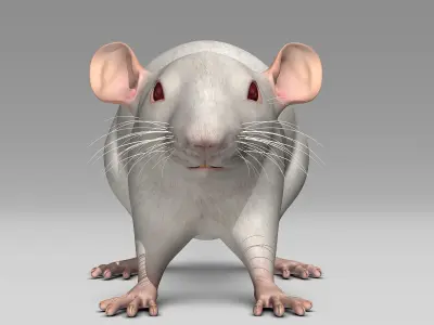 Rat - White 3D model