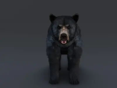 Black Bear 3D model get