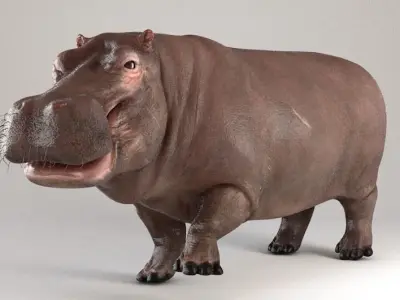 Hippopotamus Rigged 3D model