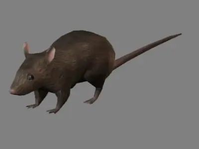 Rat Animation - Game Ready- Low Poly Low-poly 3D model