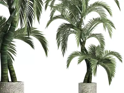 Plants Collection 162 Egyptian Palm 3D model