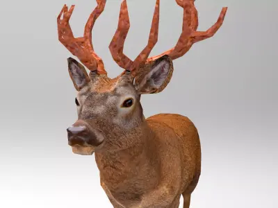 Red Deer Rigged Low-poly 3D model