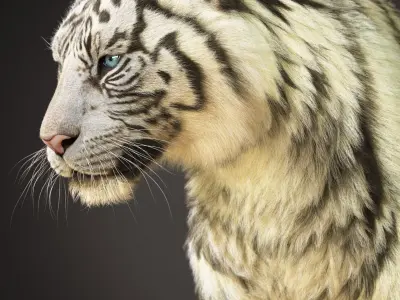 White Tiger 2025 static Xgen Core 3D model